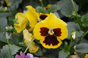 Flower Flowers Yellow Pansies