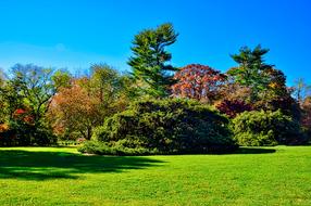 Planting Fields Tree Fall