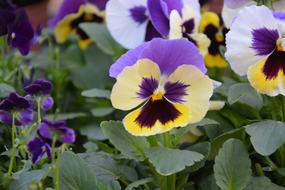 Flower Flowers Plant