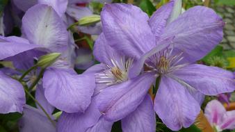 Clematis Flower Rank Plant