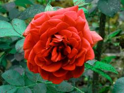 Rose Red Flower
