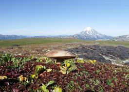 Mountain Tundra Mushrooms Autumn