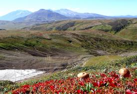 Mountain Tundra Mushrooms Autumn