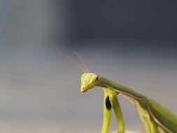 Praying Mantis Insect Green