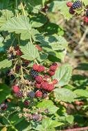 Blackberries Bush Berries