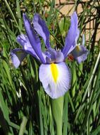 Dutch Iris Blue