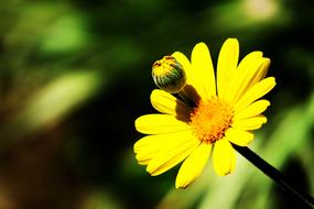 Outdoor Nature Flower