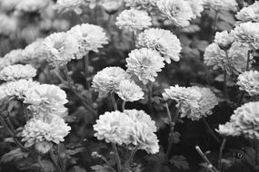 Flower Flowers Photo Black Bench