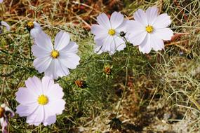 Flowers White Flower