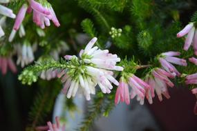 Flower Flowers White Bells Roses