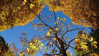 Autumn Sweden Nature