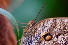 Insect Butterfly The Eyes Of