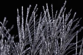 Grasses Contrast Black And White