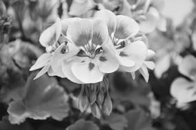 Flowers Geranium Photo Black White