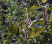 Beefsteak Plant Wild Basil