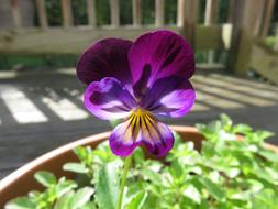 Flower Purple Yellow