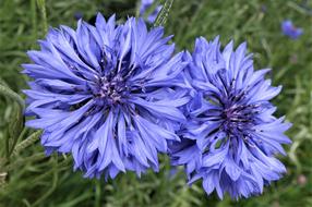 Flower Nature Summer