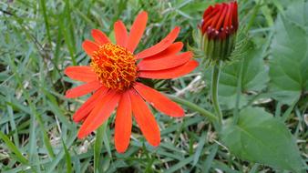 Red Orchid Garden Plant Isolated