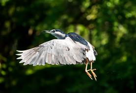 Bird Wildlife Nature