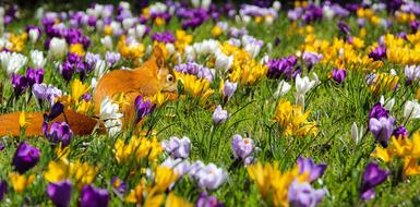 Nature Flowers Crocus