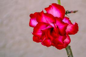 Exotic Flower Garden macro