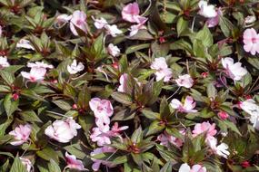 Exotic Garden Flowers