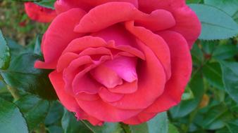Rose Flower Red