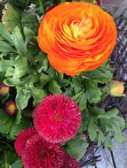 Flower Ranunculus Blossom