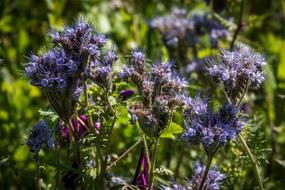 Flowers Nature Garden