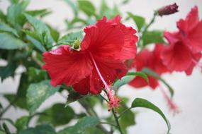 Hibiscus Flower Plant