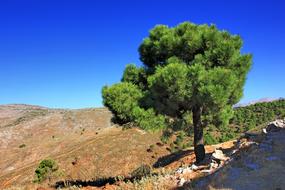Nature Tree Landscape