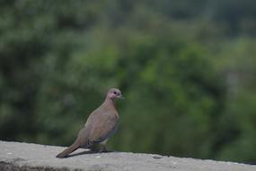 Mourning Dove Columbidae Brown