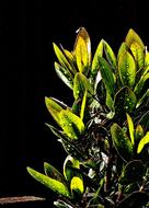 Strawberry Tree Bush Shrub