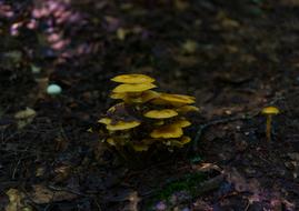 Nature Organic Outdoors