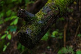 Moss Log Nature