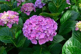 Flowers Purple Green