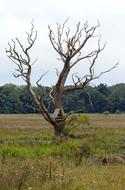 Dead Tree Reed Beds Overcast Sky