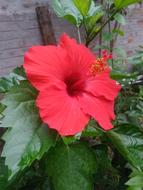 Hibiscus Red Flower