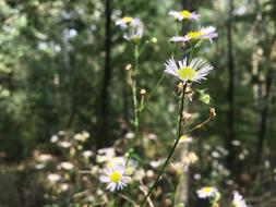 Nature Chamomile Flowers