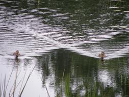 Nature Harmony Landscape