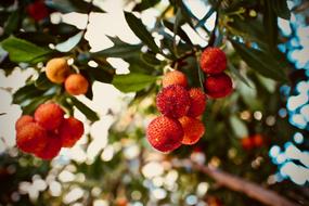Strawberry Tree Fruit Vitamins
