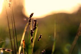 Summer Backlighting Golden Hour