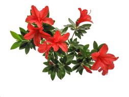 Azalea Flowers Blossom