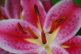 Flower Nature Garden