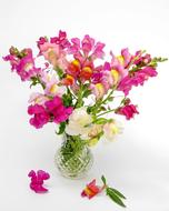 Antirrhinum Snapdragon Flower