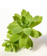 Succulent Plant Nature