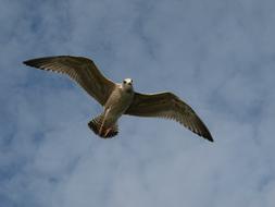 Seagull Bird Sky