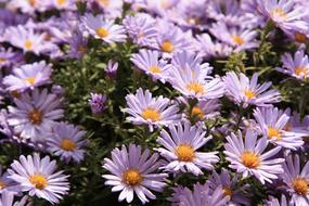 Nature Bornholmer Mageriten Flower