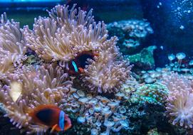 Underwater Coral Reef