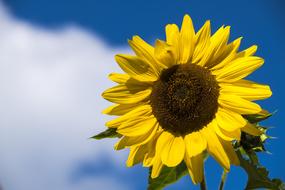 Flower Sunflower Blossom